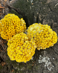 Petit bouquet d'immortelles séchées Corse BIO