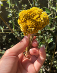 Petit bouquet d'immortelles séchées Corse BIO