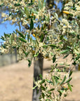Bouteille de 50cl en verre - Huile d'olive BIO Corse