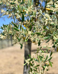 Bouteille de 50cl verre opaque - Huile d'olive BIO Corse