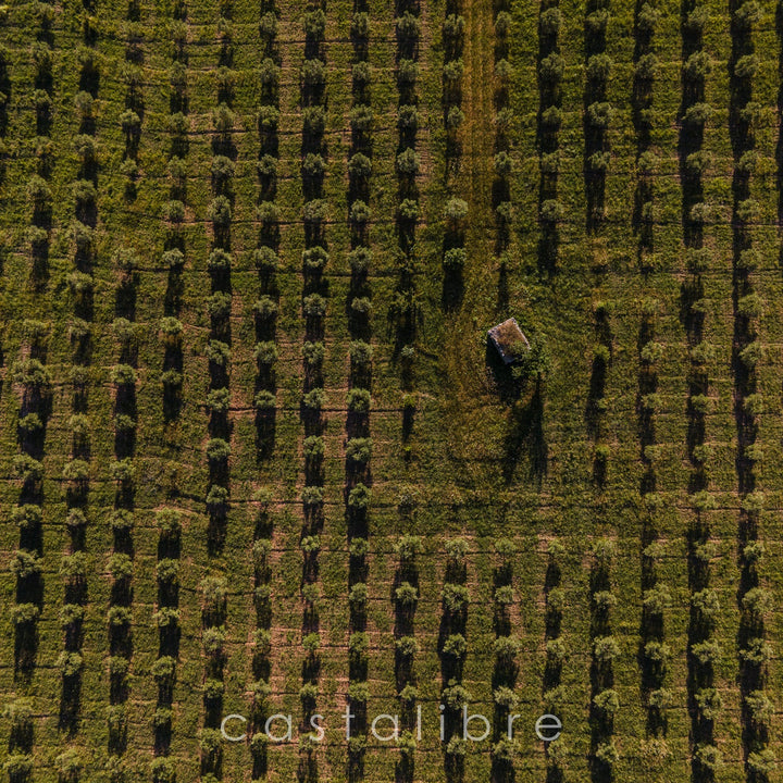 Huile d'olive Bio | AOP Corse