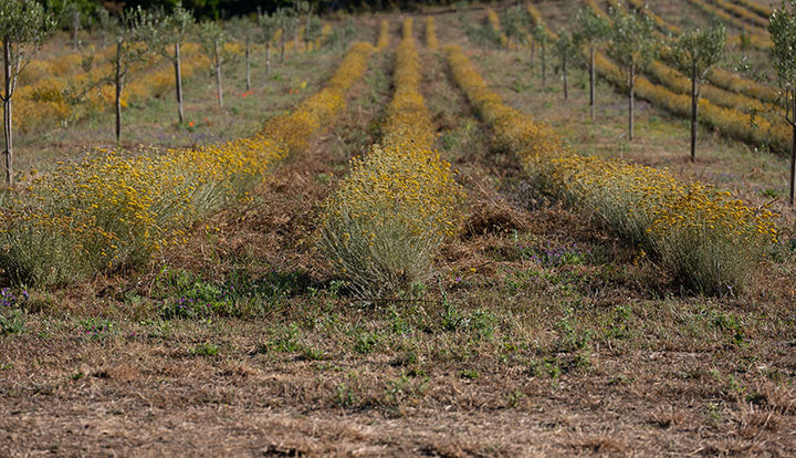 Immortelle BIO